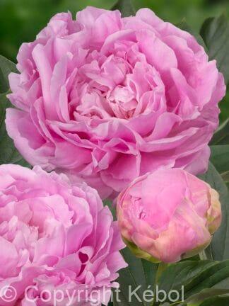 Paeonia Dinner Plate - bag