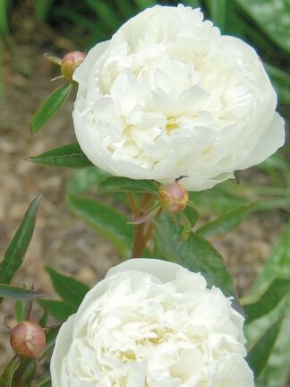 Paeonia Duchesse de Nemours - bag