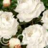 Paeonia Elsa Sass