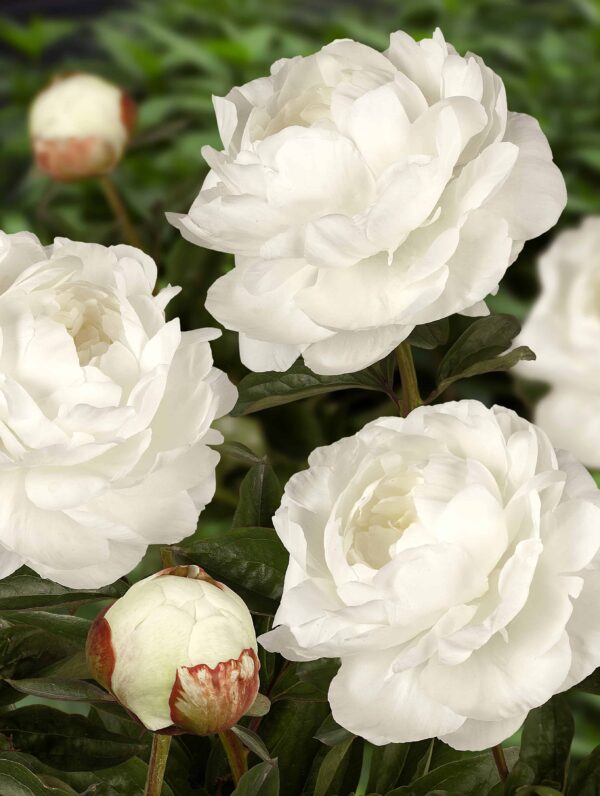 Paeonia Elsa Sass - case