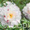 Paeonia Festiva Maxima