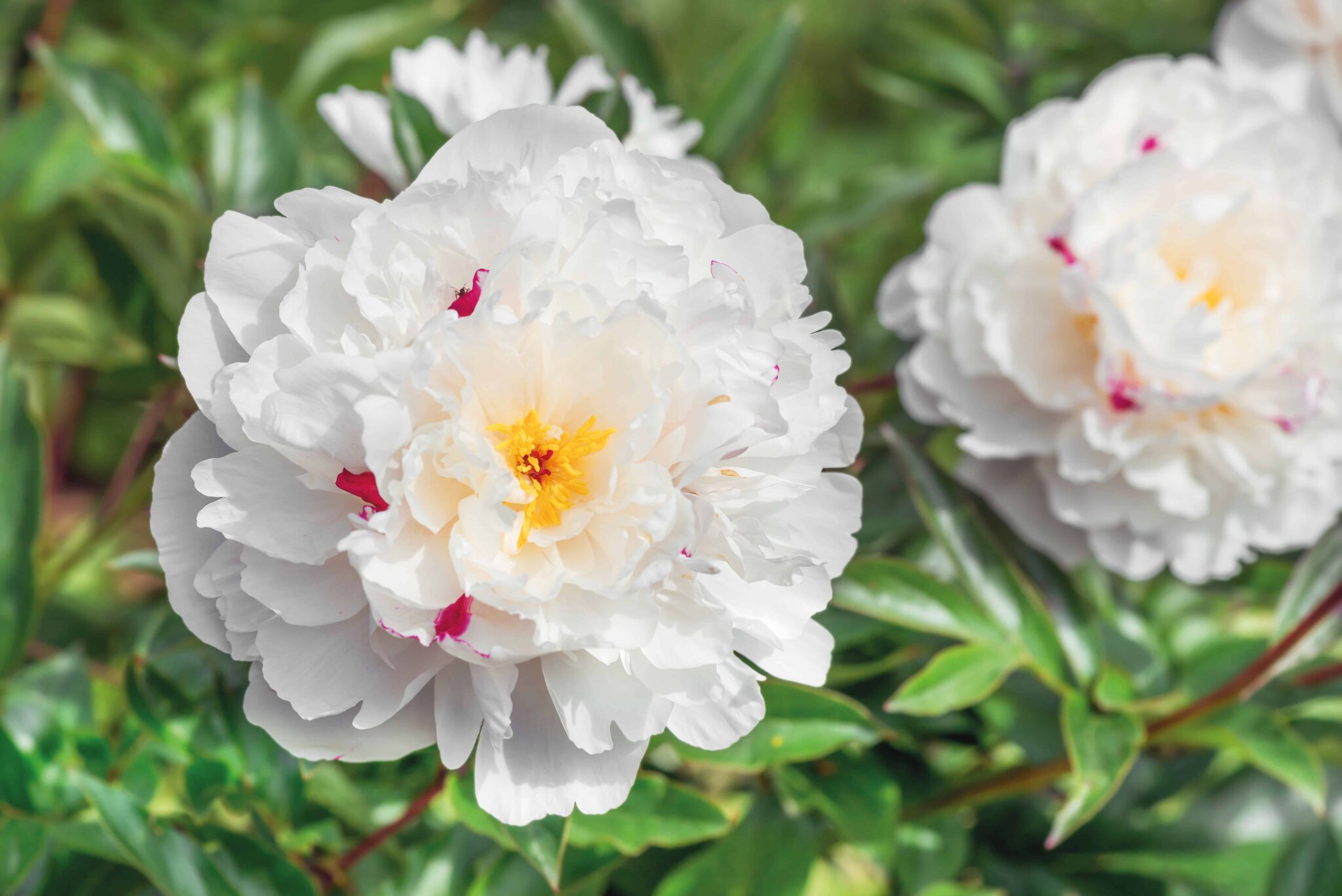 Paeonia Festiva Maxima