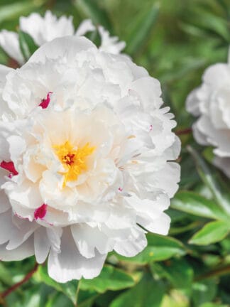 Paeonia Festiva Maxima - case