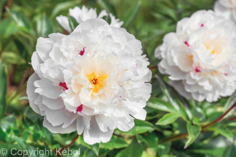 Paeonia Festiva Maxima