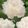 Paeonia Fringed Ivory