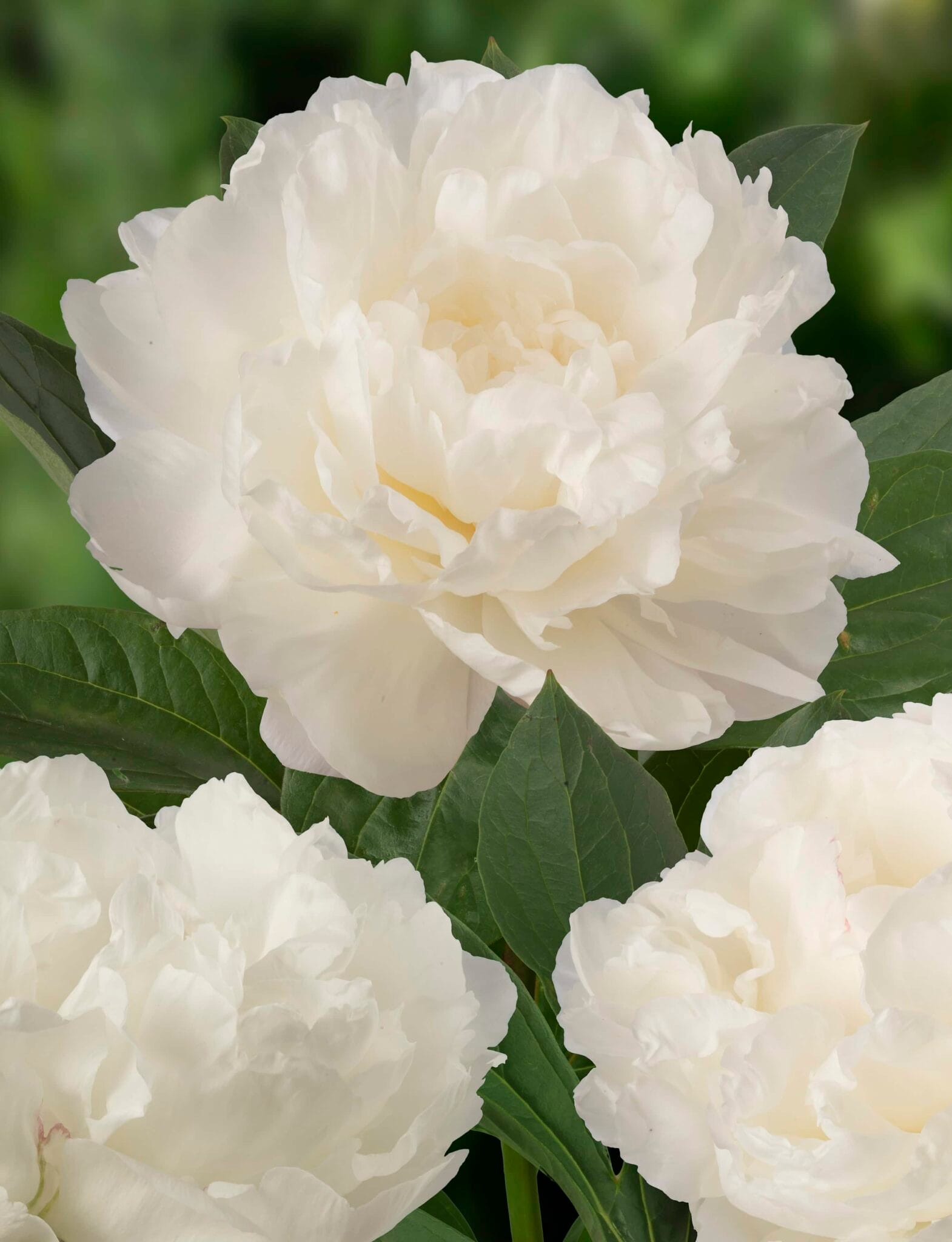 Paeonia Fringed Ivory