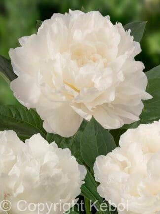 Paeonia Fringed Ivory - case