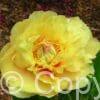 Paeonia Garden Treasure