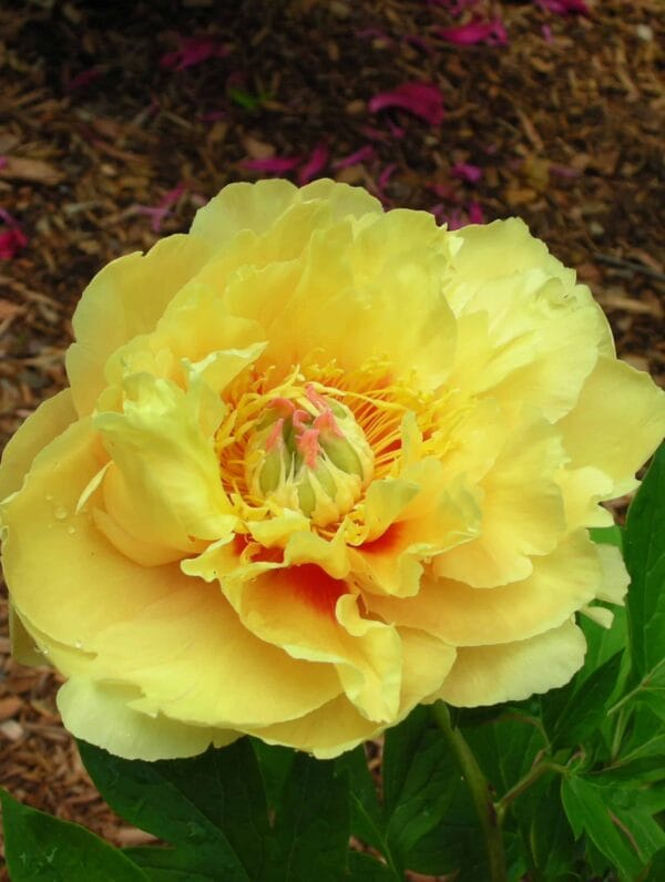 Paeonia Garden Treasure - case