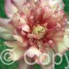 Paeonia Julia Rose