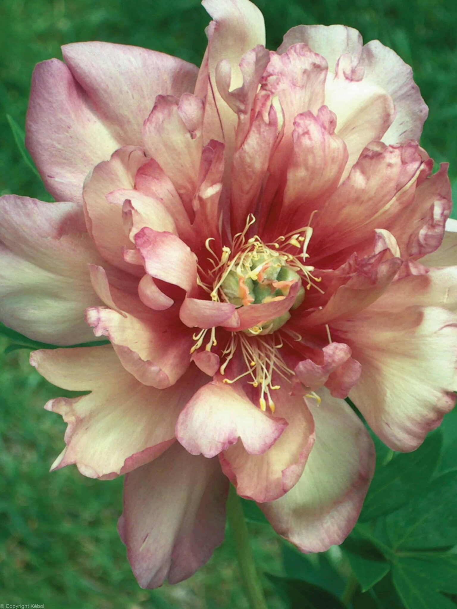 Paeonia Julia Rose
