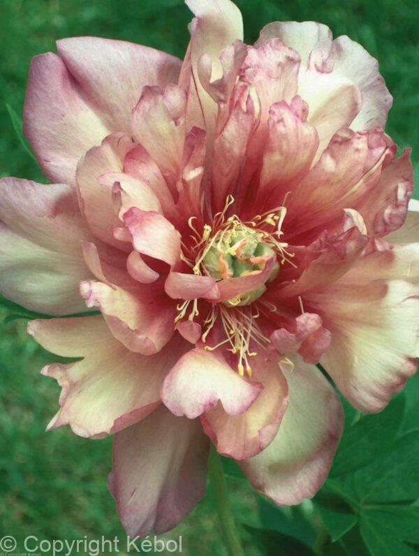 Paeonia Julia Rose