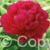 Paeonia lactiflora (D) Kansas - Bag
