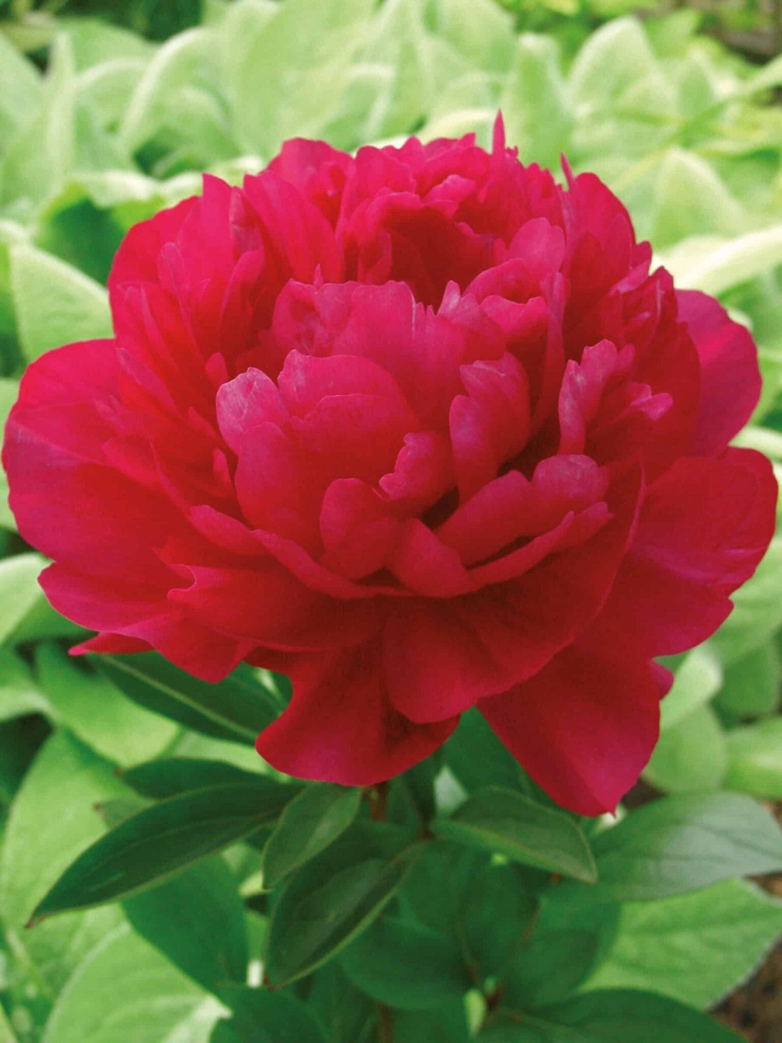 Paeonia lactiflora (D) Kansas - Bag