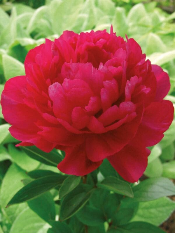 Paeonia Kansas - case