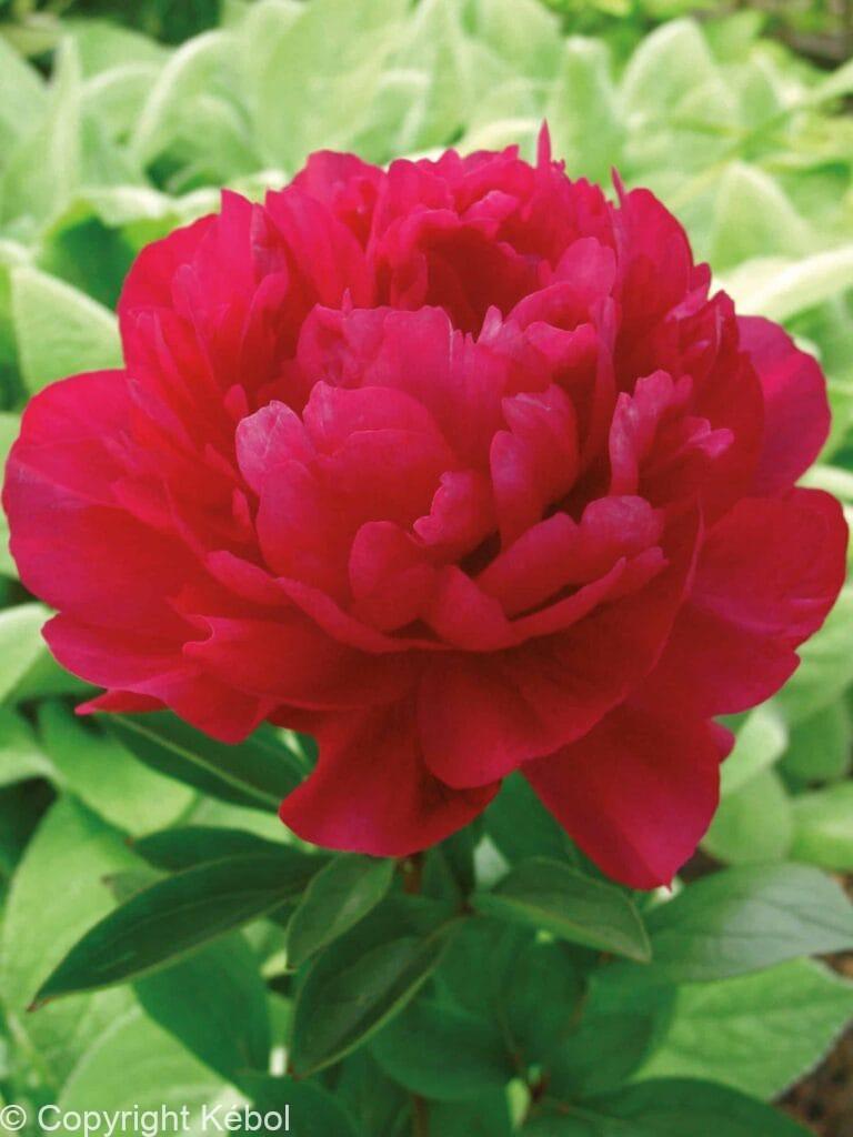 Paeonia lactiflora (D) Kansas - Bag