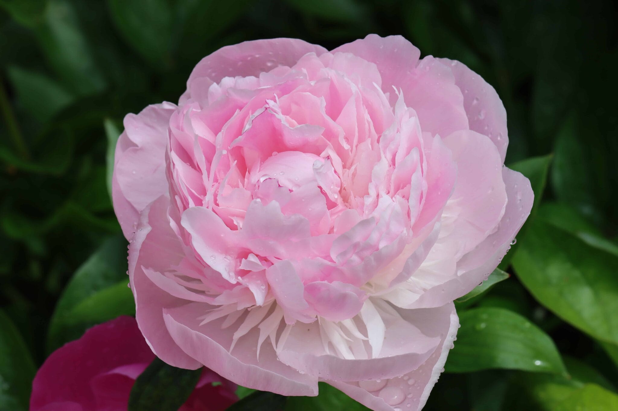 Paeonia Nick Shaylor