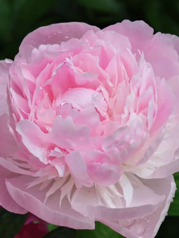 Paeonia Nick Shaylor - bag