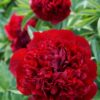 Paeonia Red Grace