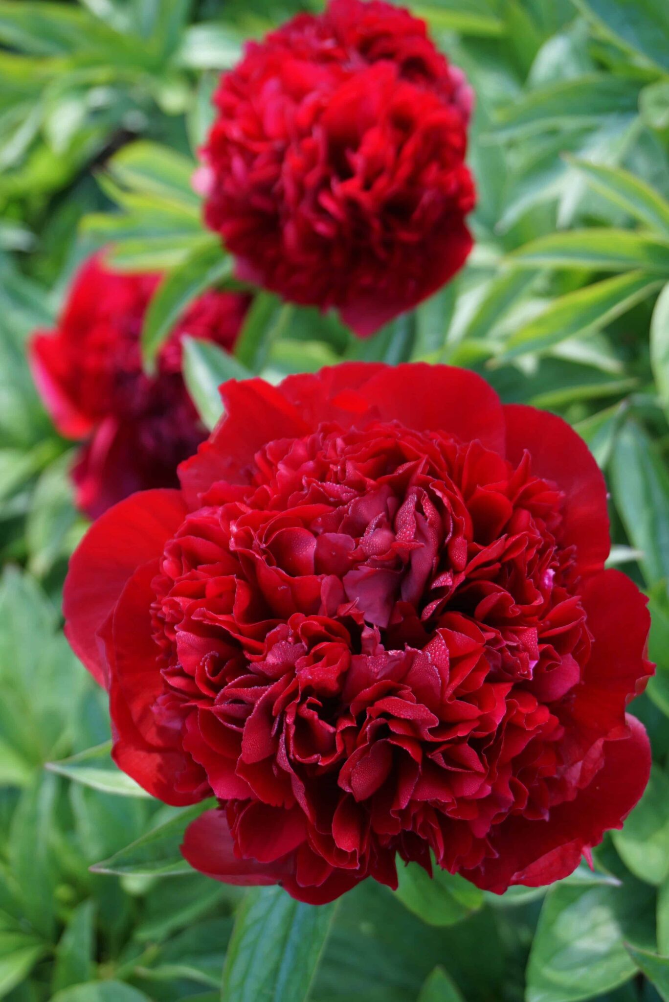 Paeonia Red Grace