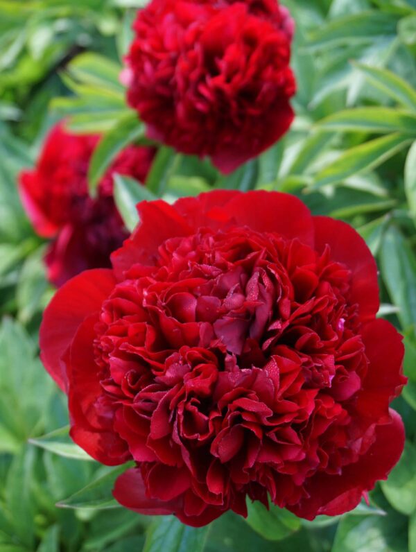 Paeonia Red Grace - case