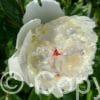 Paeonia Lancaster Imperial