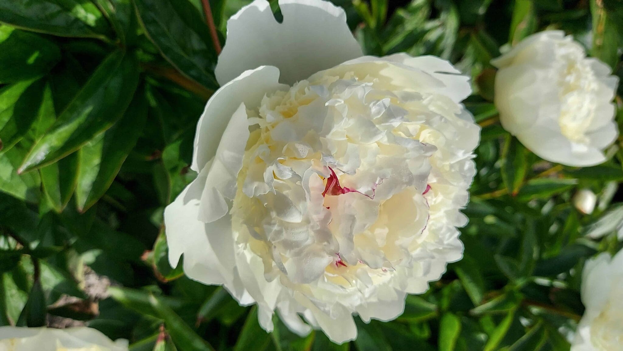 Paeonia Lancaster Imperial