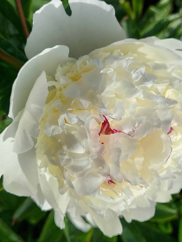 Paeonia Lancaster Imperial