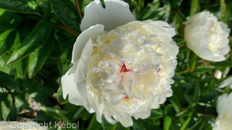 Paeonia Lancaster Imperial