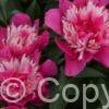 Paeonia Top Hat