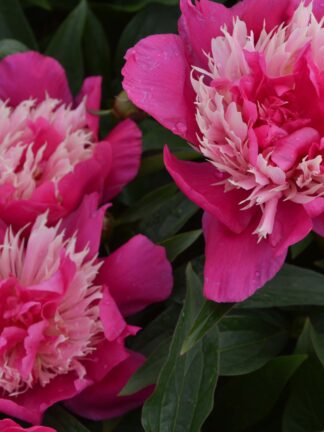 Paeonia Top Hat - case