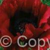 Papaver Heartbeat