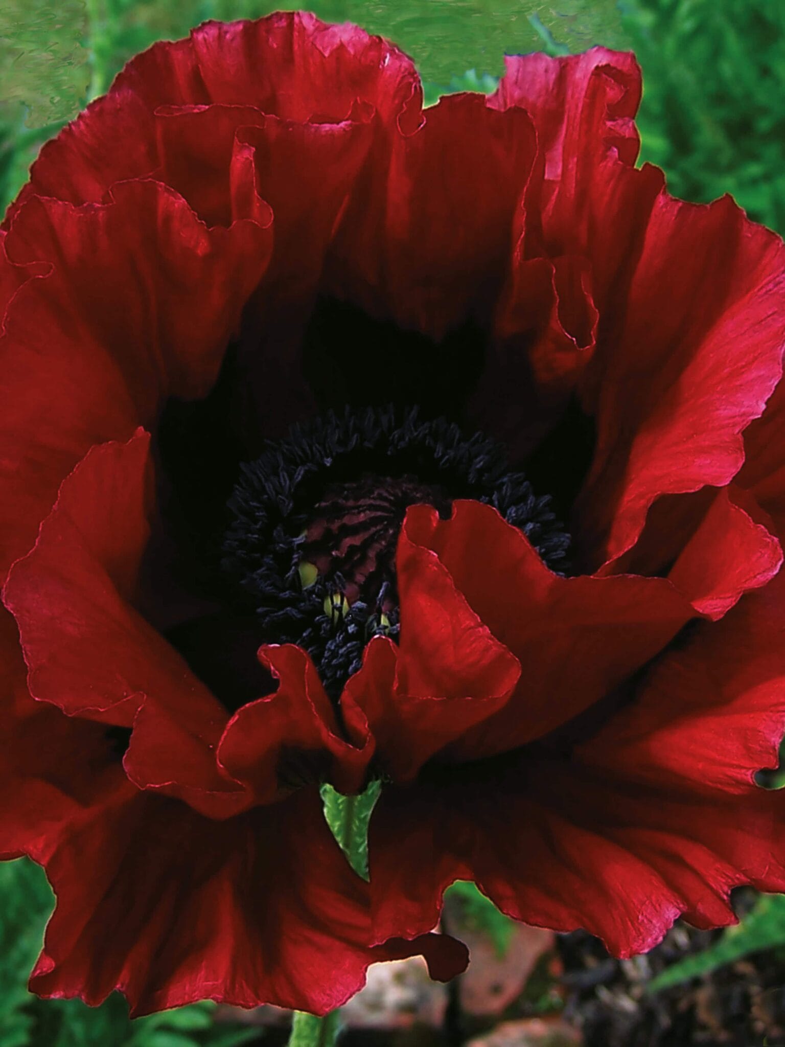 Papaver Heartbeat