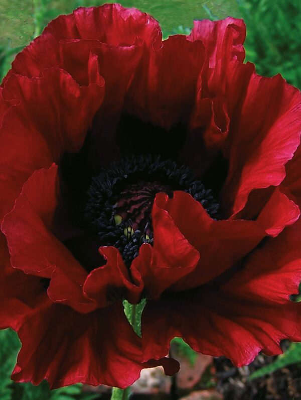 Papaver Heartbeat - case
