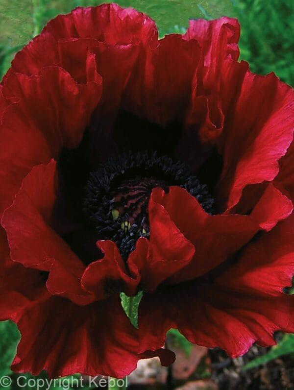 Papaver Heartbeat