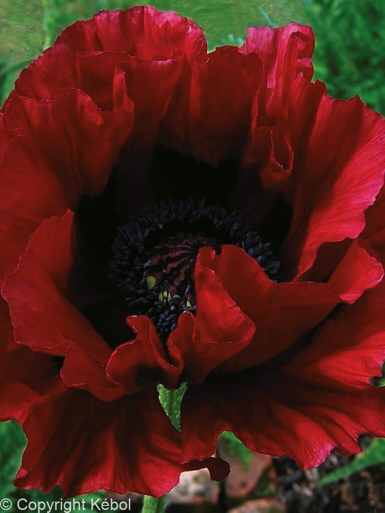Papaver Heartbeat