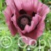 Papaver Patty's Plum