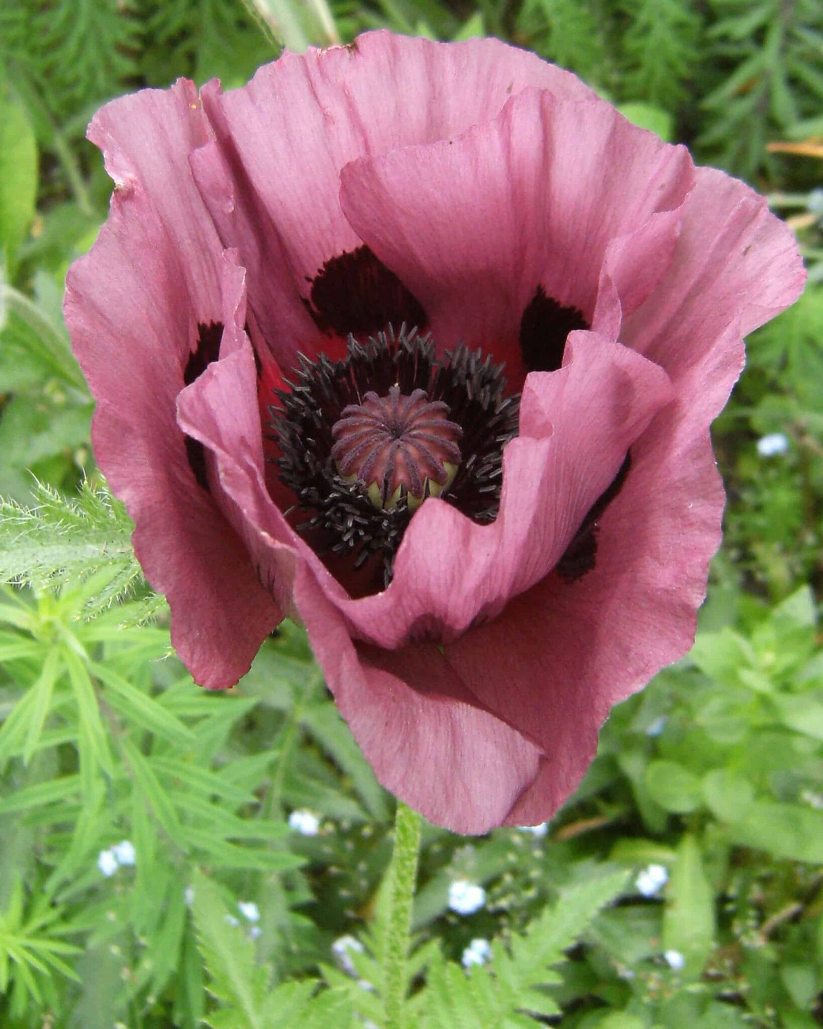 Papaver Patty's Plum