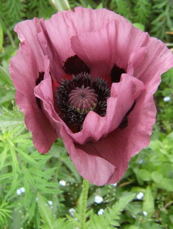 Papaver Patty's Plum