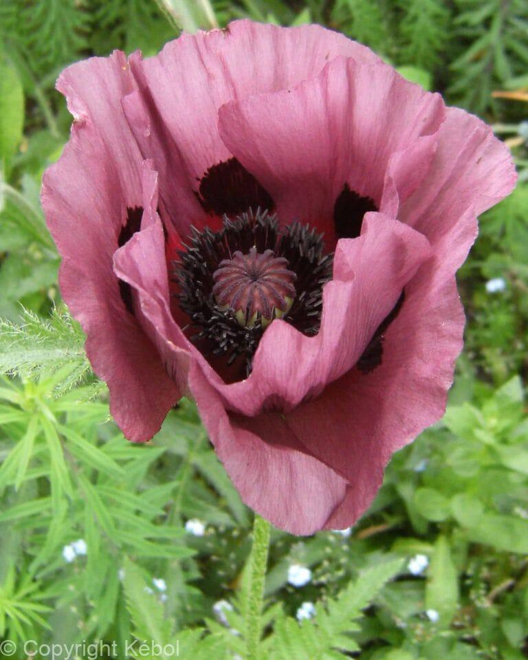 Papaver Patty's Plum