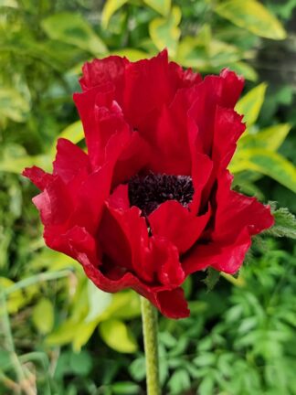 Papaver Red Rumble - case
