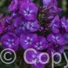 Phlox Adinda