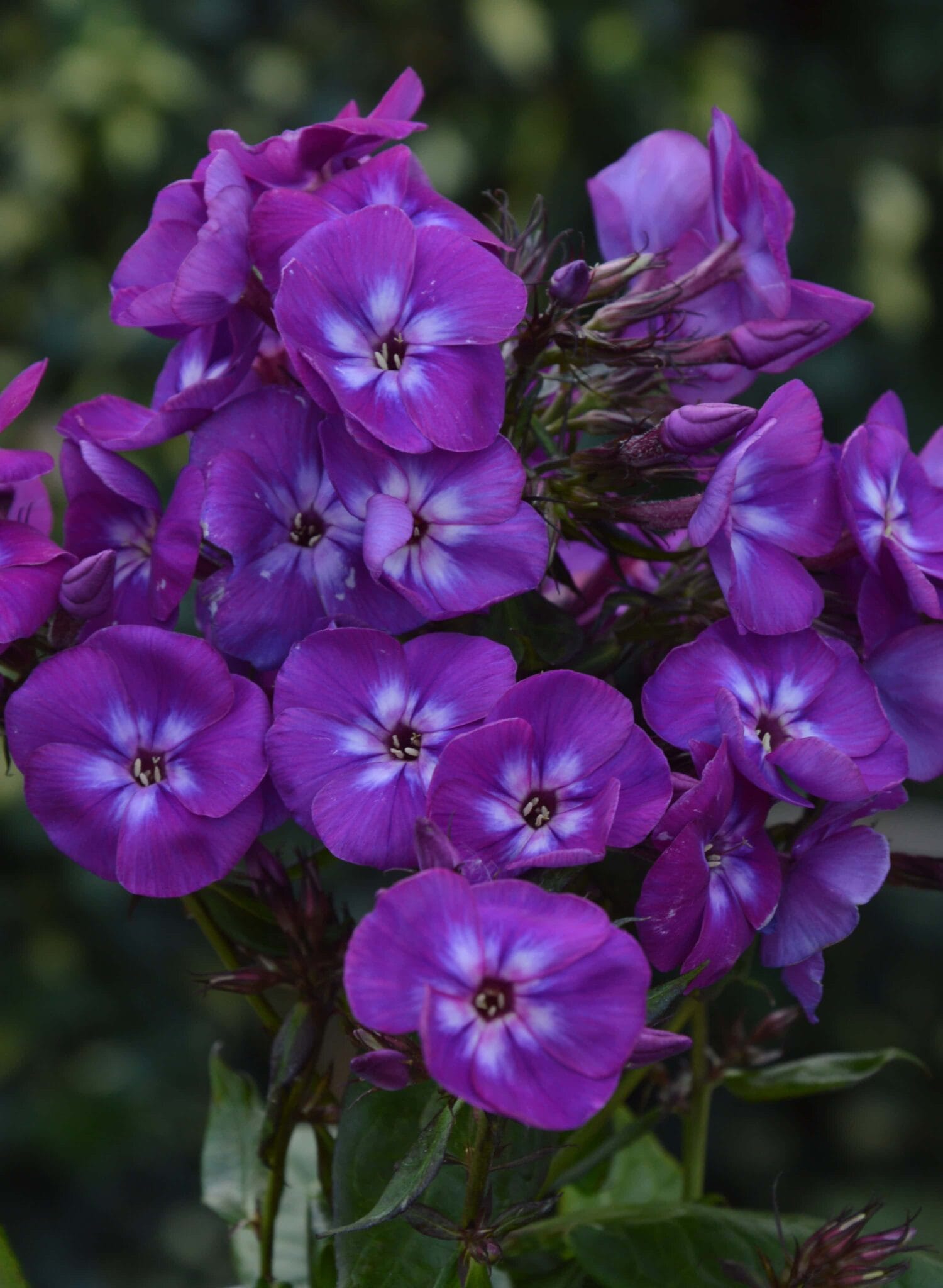 Phlox Adinda