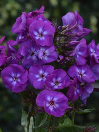 Phlox Adinda