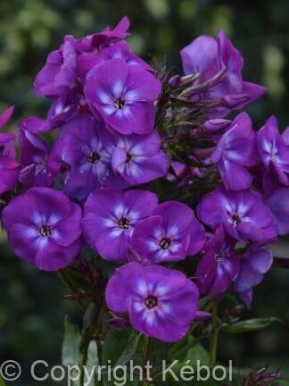 Phlox Adinda - case
