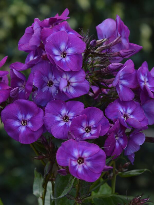 Phlox Adinda - case