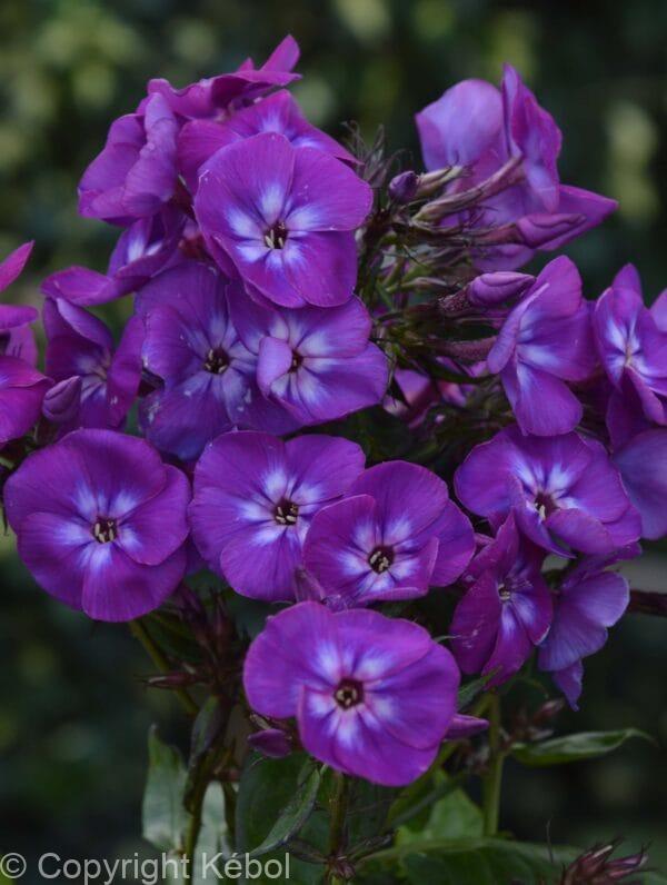 Phlox Adinda