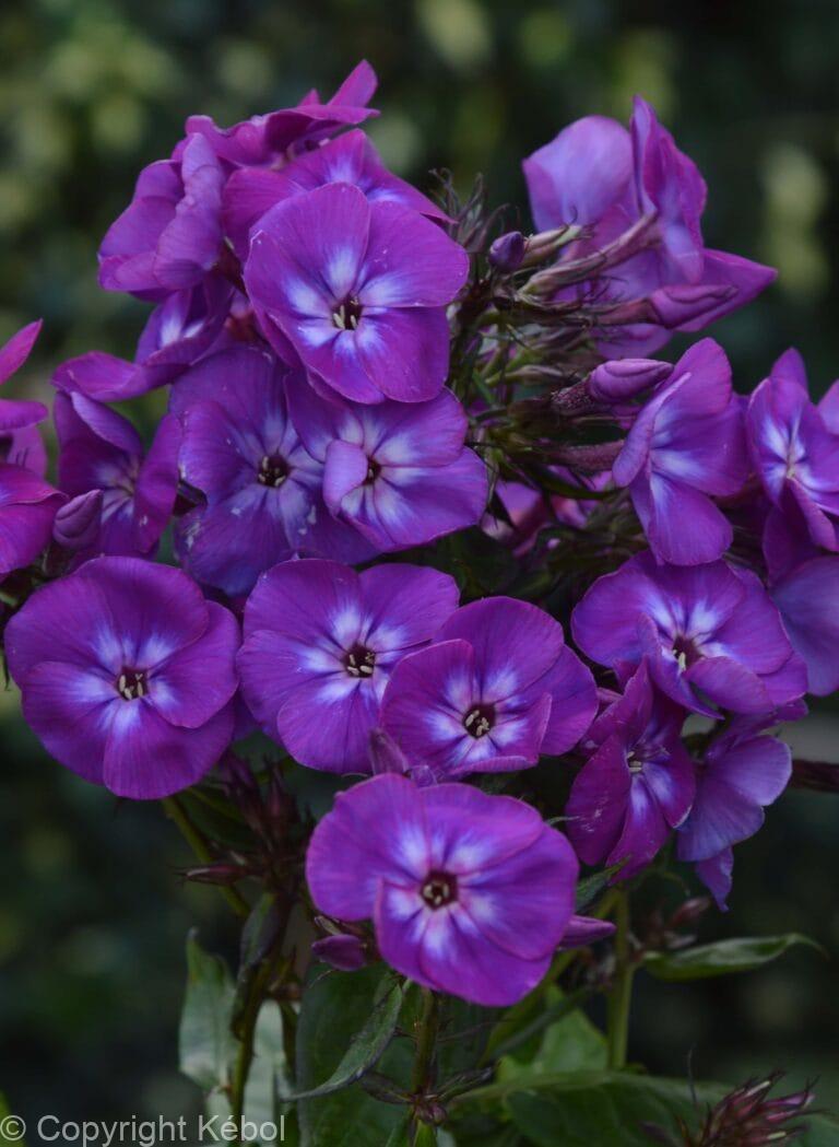 Phlox Adinda