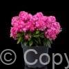 Phlox Bambini Sweet Tart