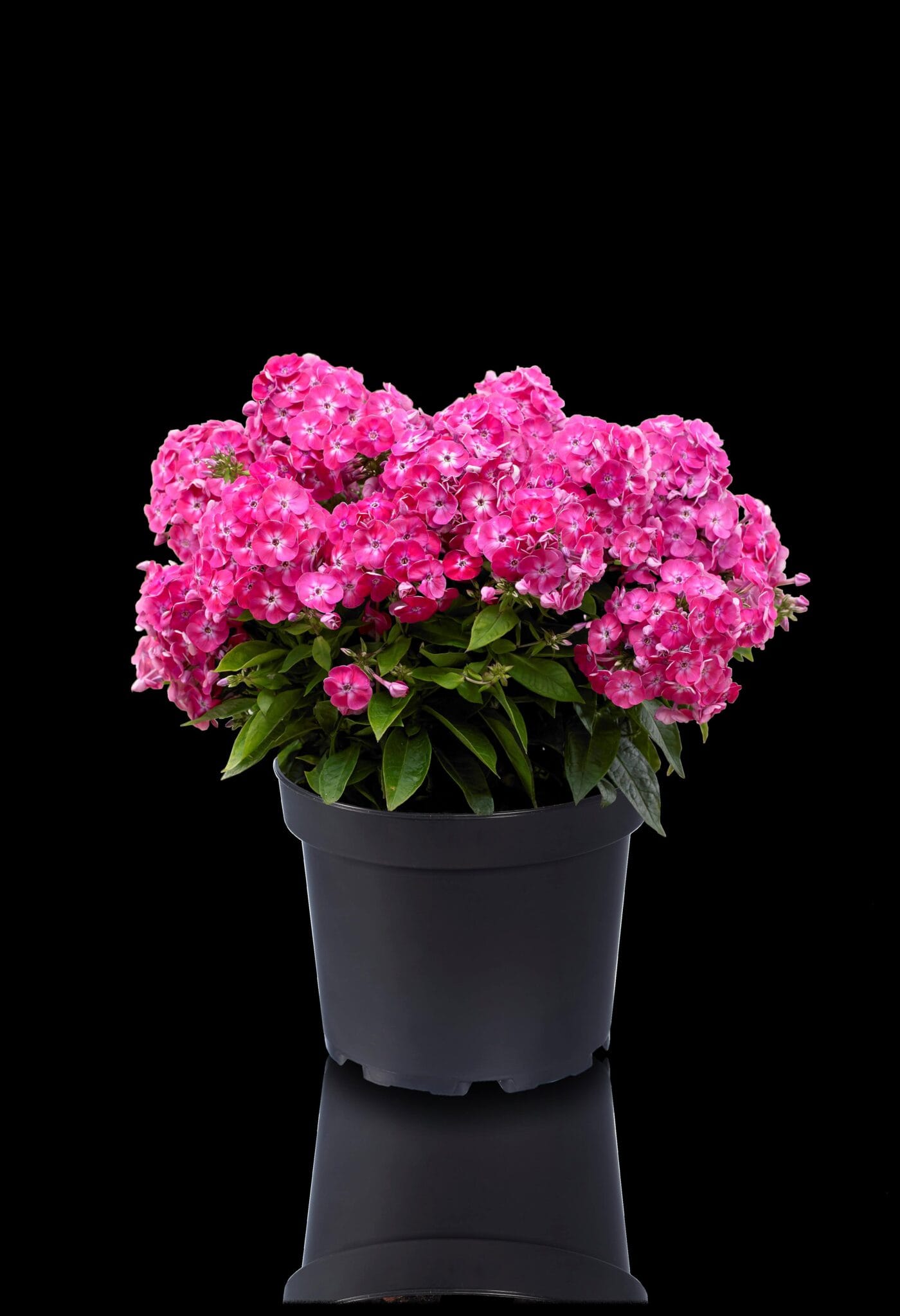 Phlox Bambini Sweet Tart